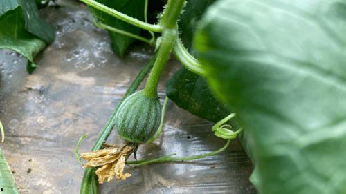 小时候吃瓜树枝,那根瓜树枝的甜蜜滋味