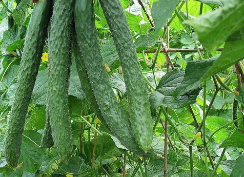 数藏吃瓜,揭秘数字藏品市场的热点与争议