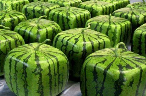 吃瓜.中国 com,网络舆论场上的热点追踪与深度解析