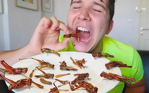 瓜哥吃瓜昆虫视频大全集,趣味盎然的昆虫世界大揭秘