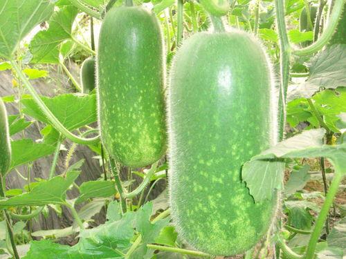 吃瓜有图像,吃瓜群众视角下的娱乐圈风云录