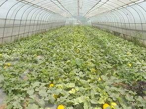 月月带你吃瓜,尽享味蕾盛宴