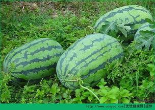 春天吃田瓜好吗