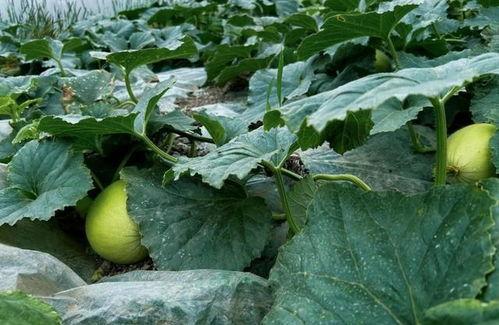 成都地产圈吃瓜,吃瓜群众揭秘幕后故事